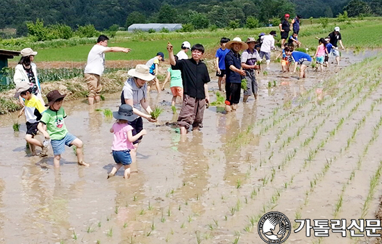 원주교구 가톨릭농민회 손 모내기 체험 행사