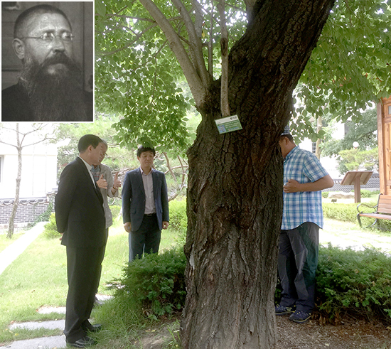 대구대교구청 왕벚나무 에밀 타케 신부가 심었다