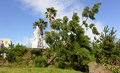 제주 할퀴고 간 태풍… 교구 피해복구 나서