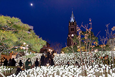 명동에 핀 LED 장미꽃, 김수환 추기경 나눔 정신 밝힌다