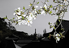 [포토에세이] 불국사의 봄