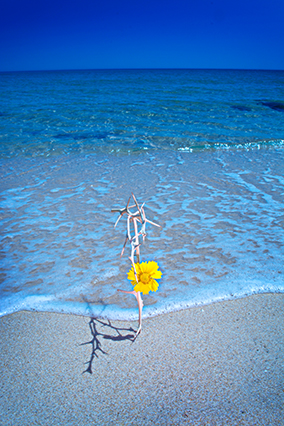 [포토에세이] 생명의 부활