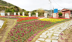 [사진] 섬마을 공소에 핀 튤립