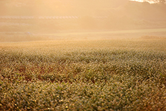 [포토에세이] 수만 송이 꽃들 소리 높여 찬미하니
