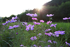 [포토에세이] 미소 햇살