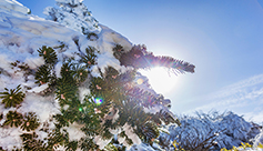 빛으로 오셨도다, 알렐루야