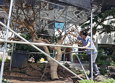 107년 전 에밀 타케 신부가 심은 온주밀감나무 고사 위기