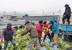 춘천교구 성산본당, 배추·옥수수 재배해 공소 건축 기금 마련